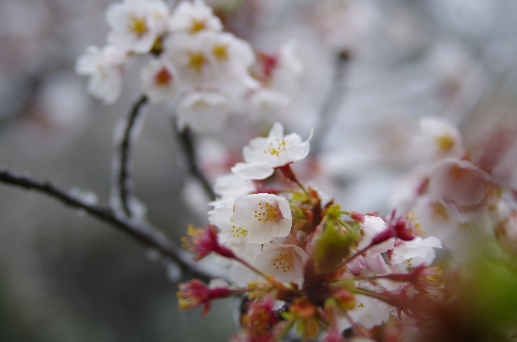 雪化粧した桜04