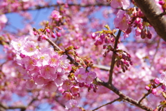 河津桜