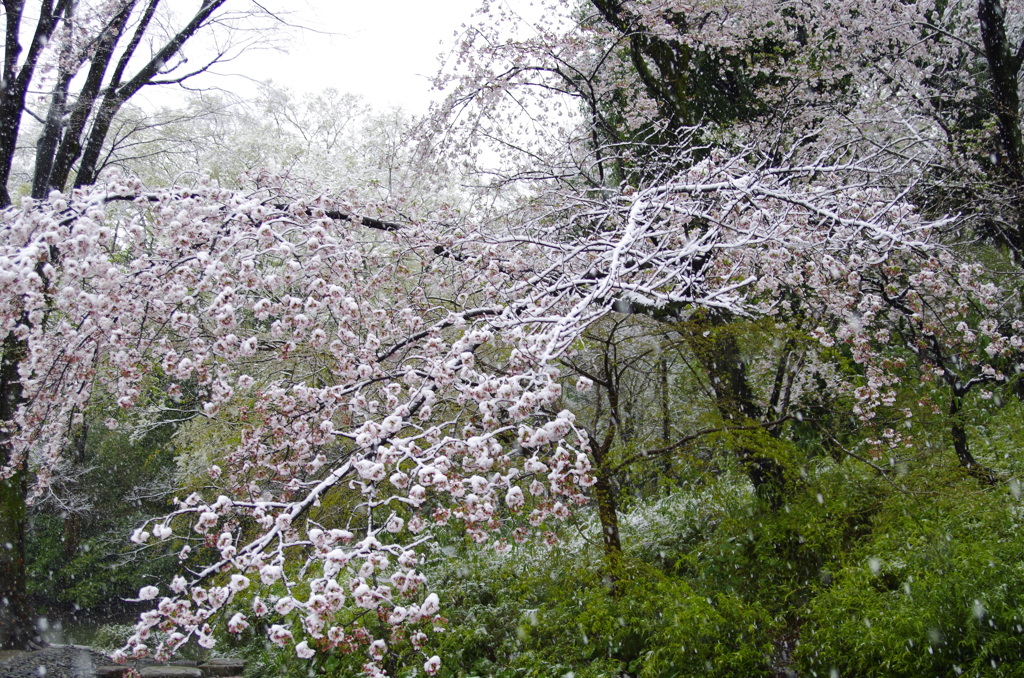 雪化粧した桜03