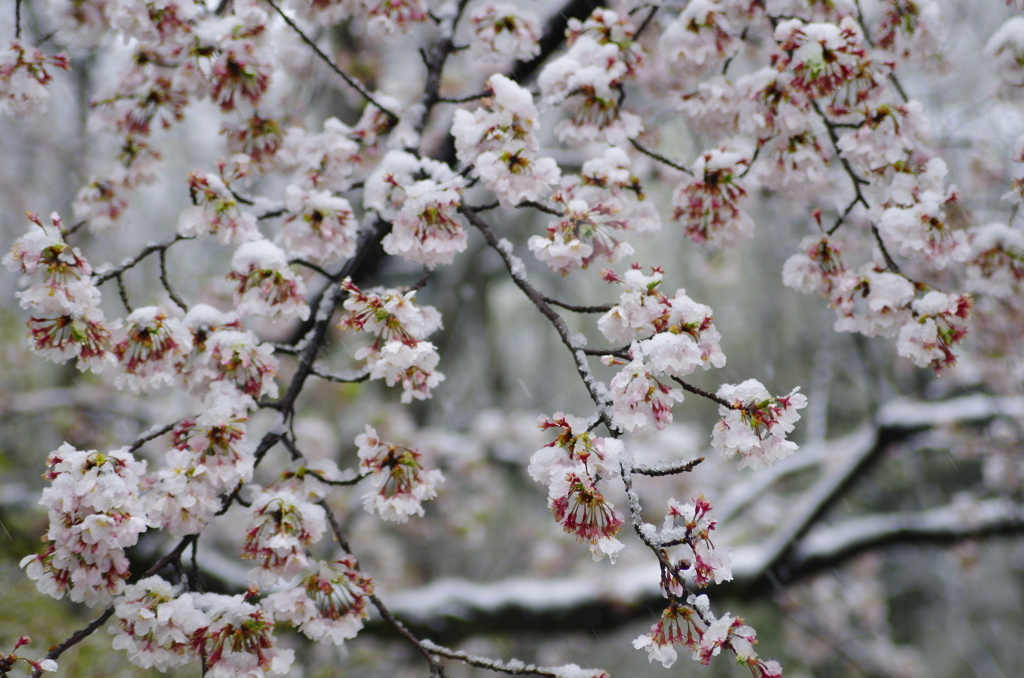 雪化粧した桜08