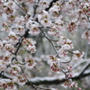 雪化粧した桜08