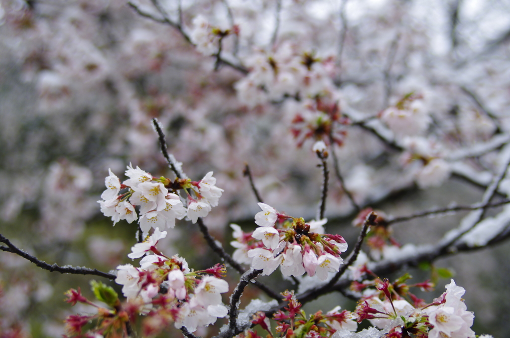 雪化粧した桜06