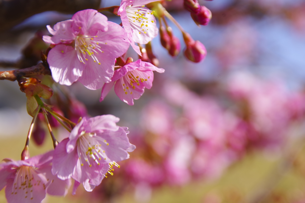 河津桜