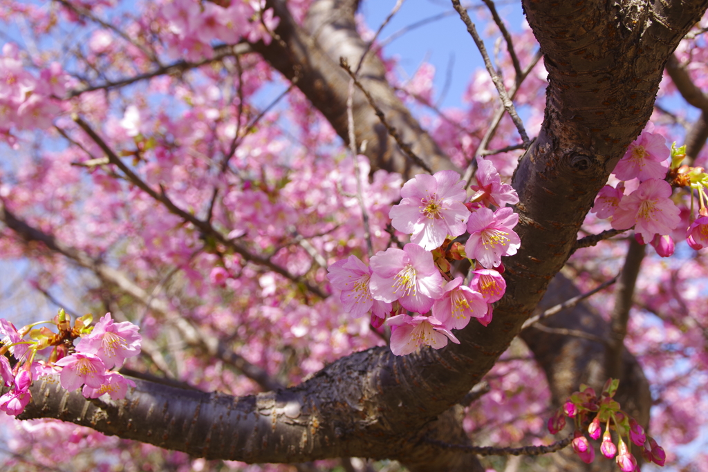 河津桜