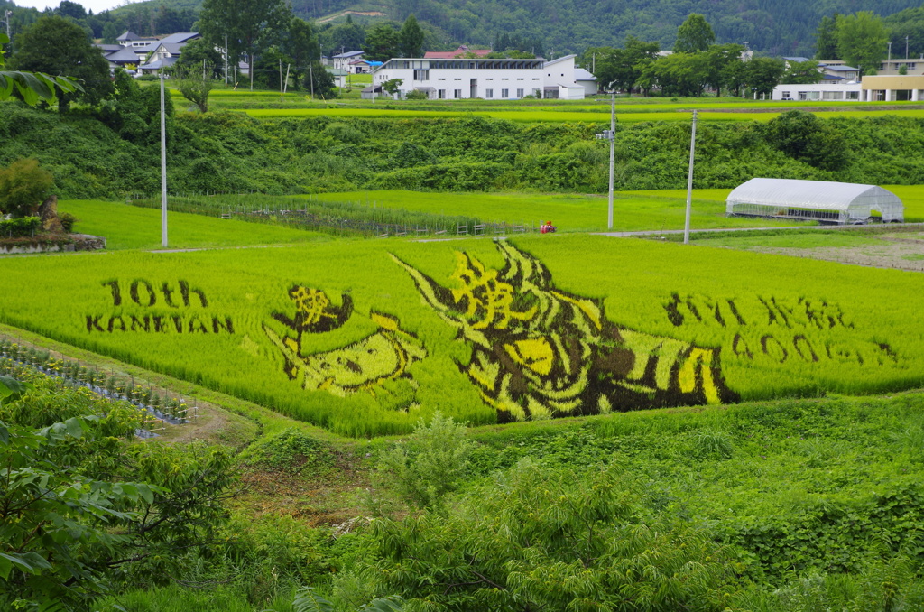 小野川温泉　田んぼアート