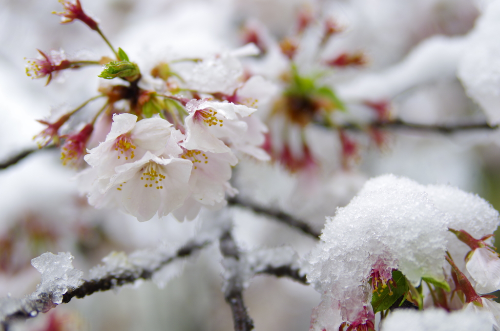 雪化粧した桜02