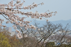 sakura