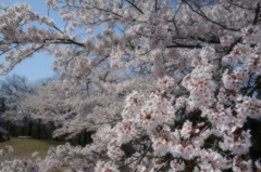 SAKURA