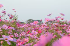 秋、満開
