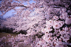 SAKURA