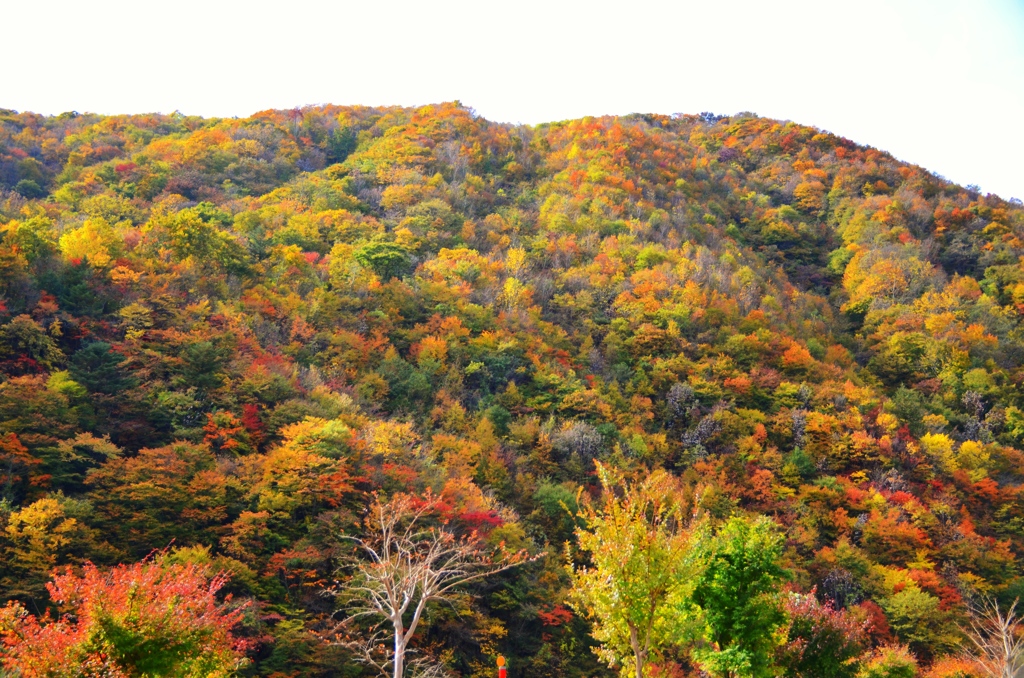 紅葉狩り