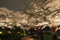 渋谷六本木桜 044