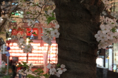 渋谷六本木桜 026