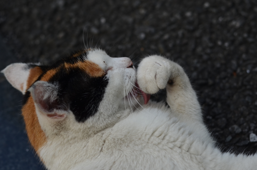 DSC_4712