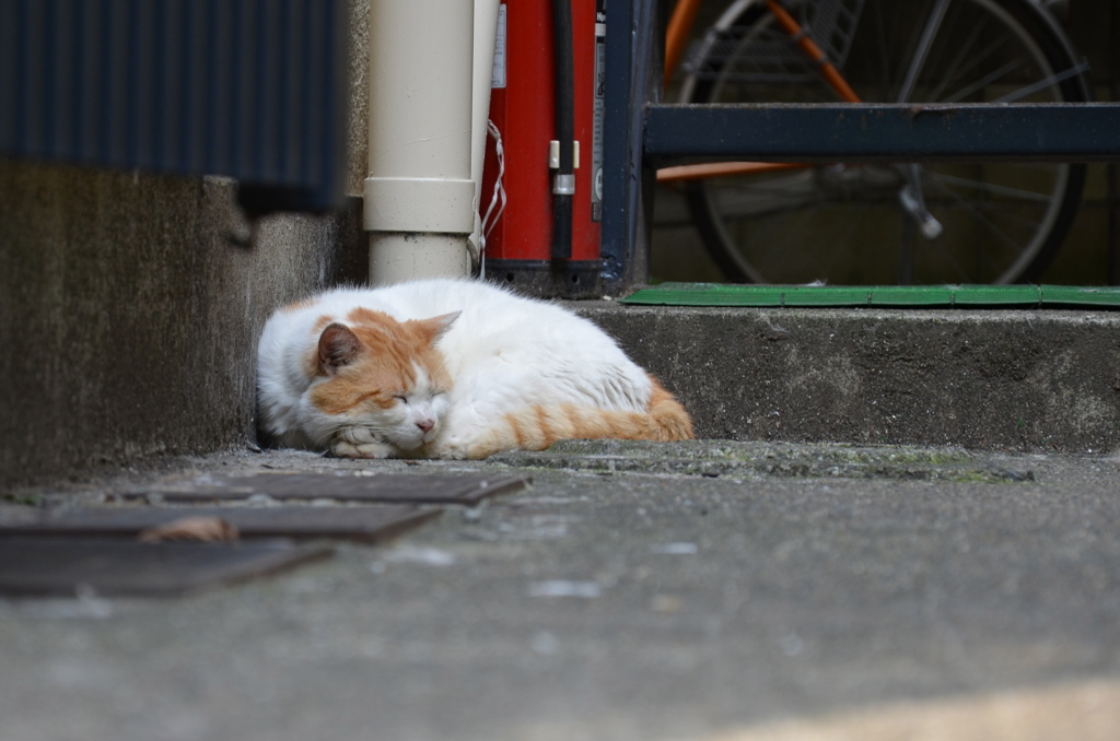 DSC_0073