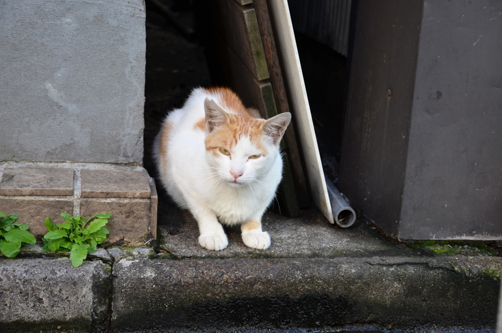 DSC_0663