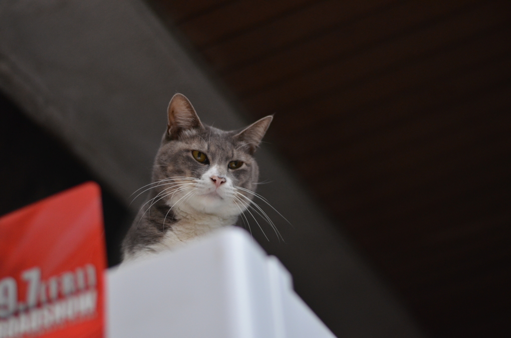 DSC_7153