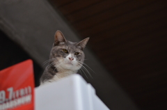 DSC_7153