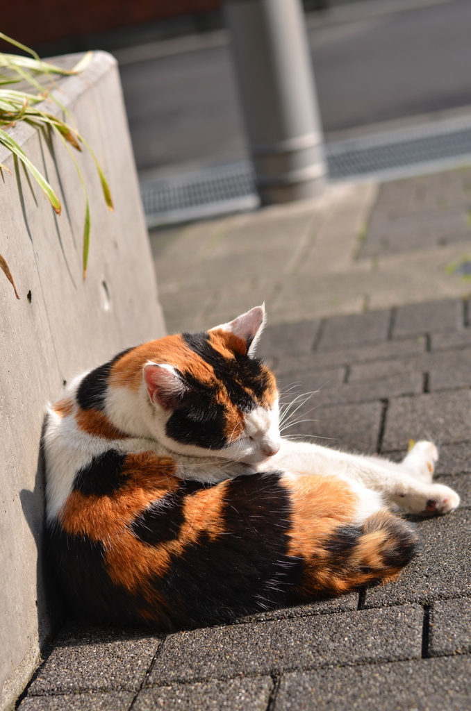 DSC_7195