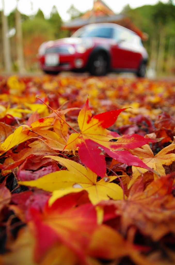 紅葉ドライブ