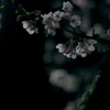 薄命