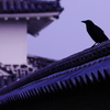 CROW