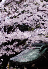 神社と桜①