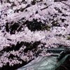 神社と桜①