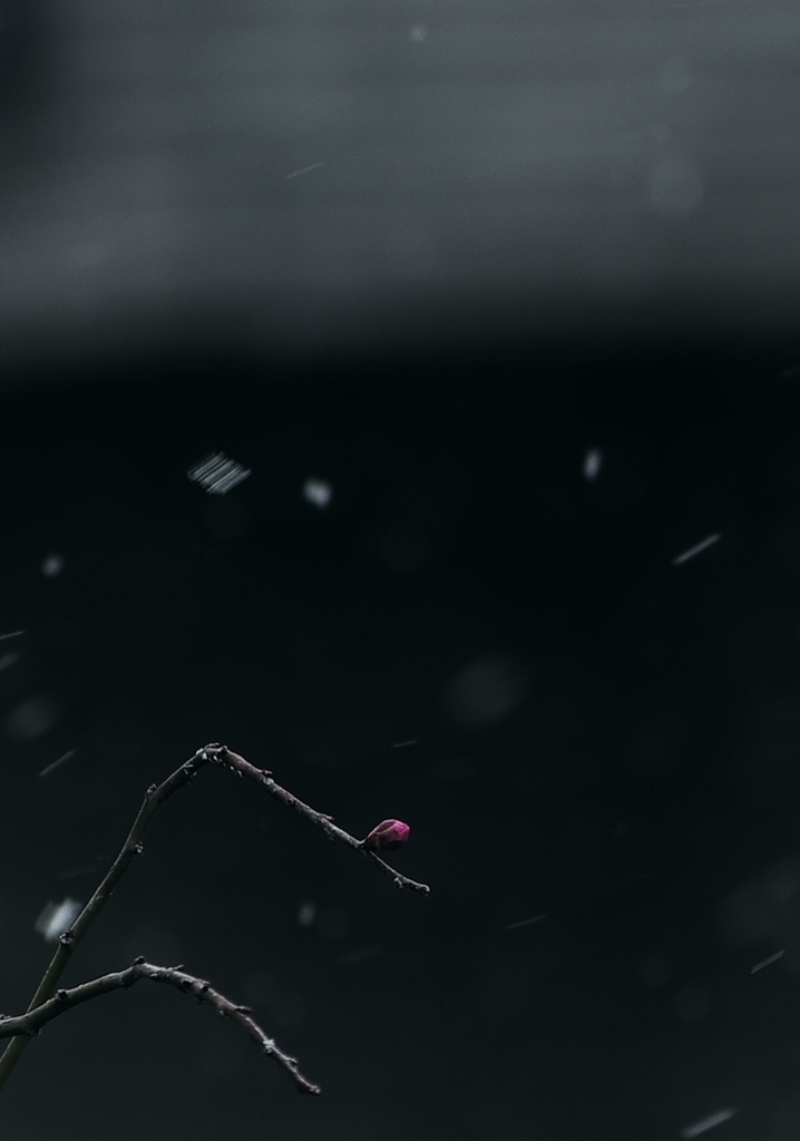 待ち遠しい春