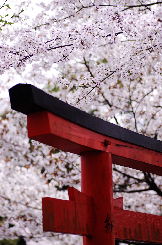 神社と桜②