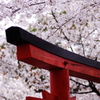 神社と桜②