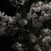 夜桜