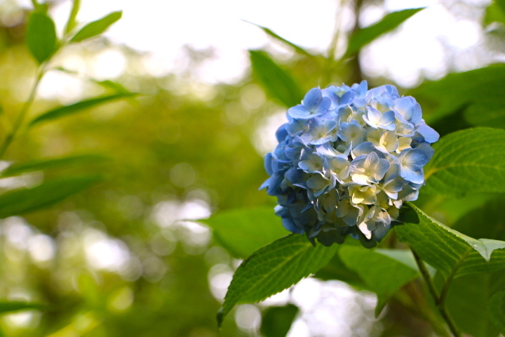 紫陽花