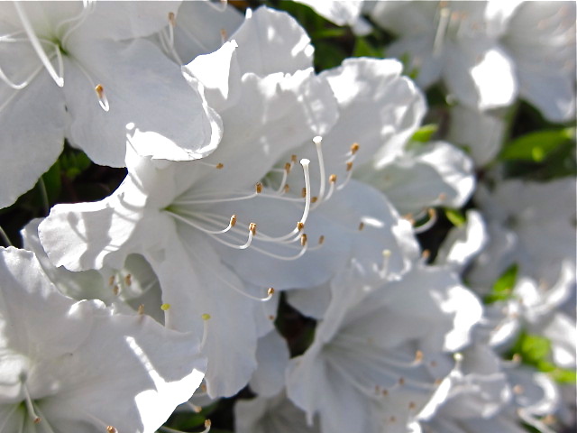 spring peace
