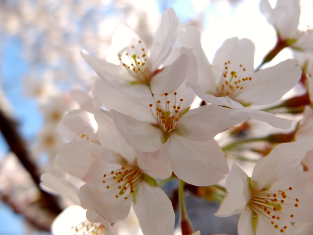 柔らかい春の光り