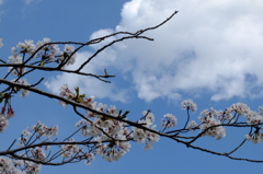 Cherry blossome in the SKY