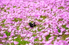 芝桜と蝶