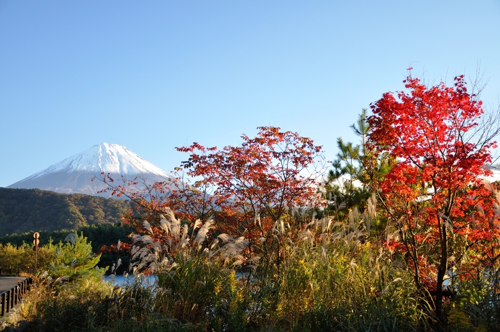 西湖湖畔の紅葉と富士