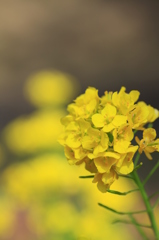 Yellow Yellow Happy。。。。