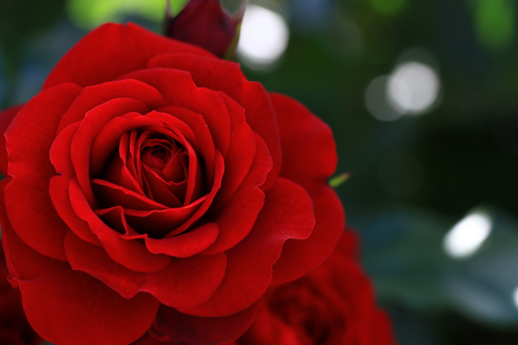 薔薇の鎖。。。。