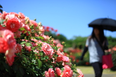 薔薇の散歩道。。。。。