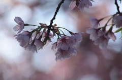 桜坂。。。。