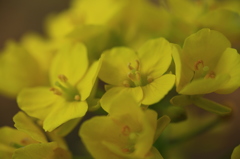 菜の花マクロ。。。