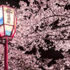 夜桜