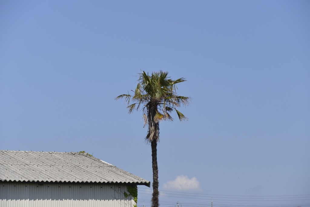 日の丸