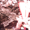 桜トンネル