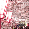桜トンネル
