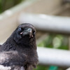 カラス「呼んだ？」