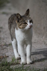 野良猫