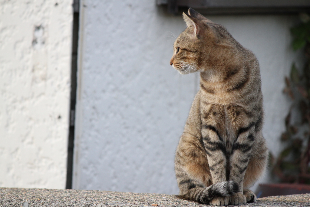 野良猫
